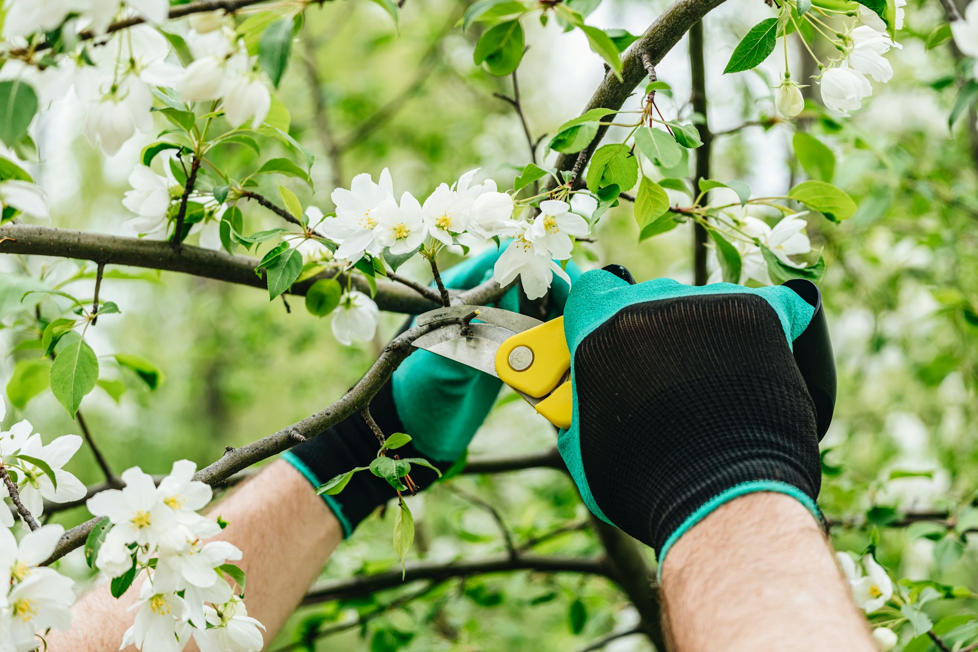 &lt;trp-post-container data-trp-post-id=&#039;1039&#039;&gt;Tractament fitosanitari arboleda&lt;/trp-post-container&gt;