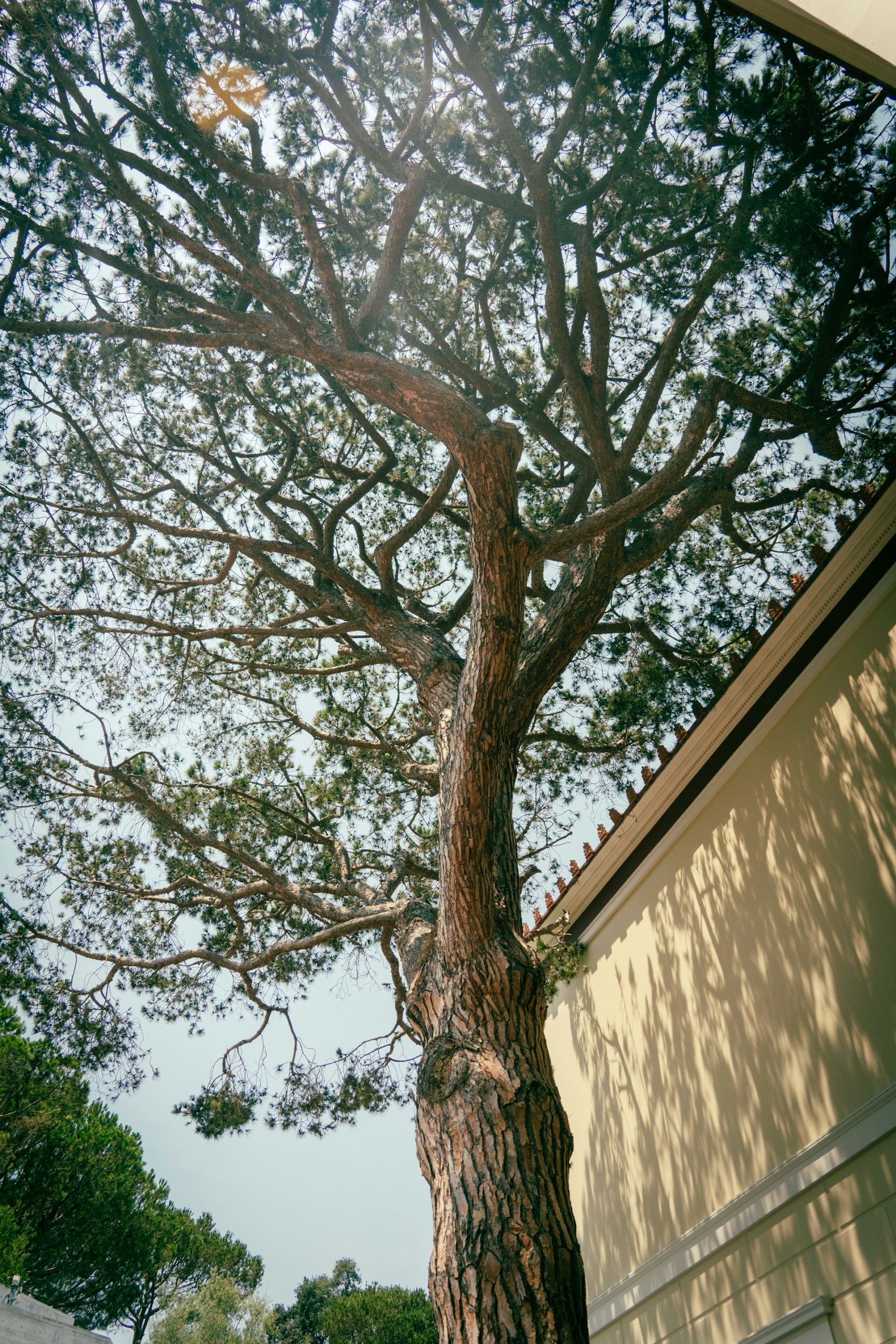 &lt;trp-post-container data-trp-post-id=&#039;1034&#039;&gt;Bosc Alt Empordà&lt;/trp-post-container&gt;